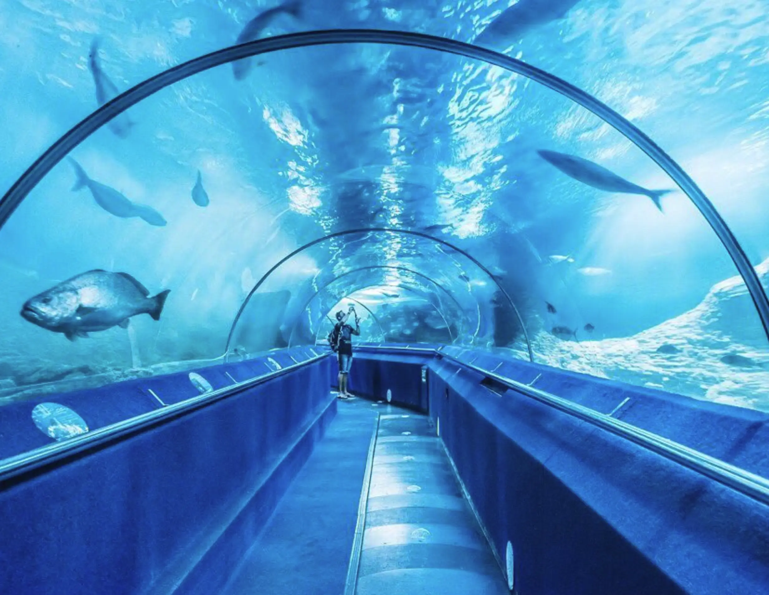 Aquarium of Western Australia