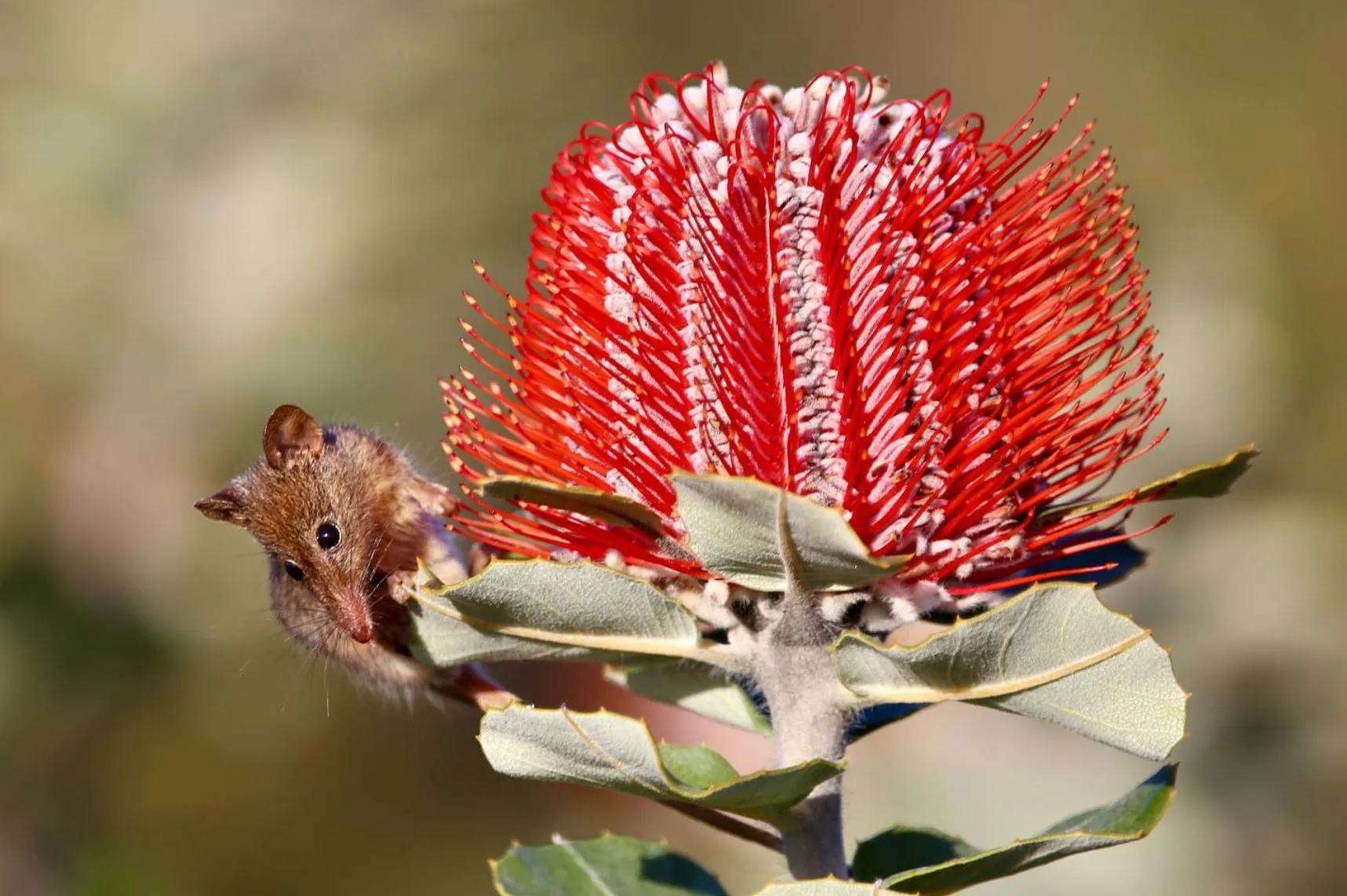 Banksia woodlands