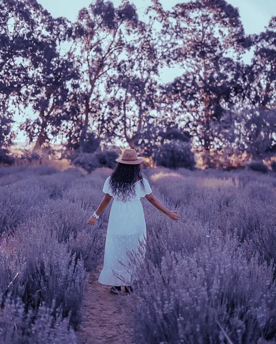 Breathtaking lavender farm
