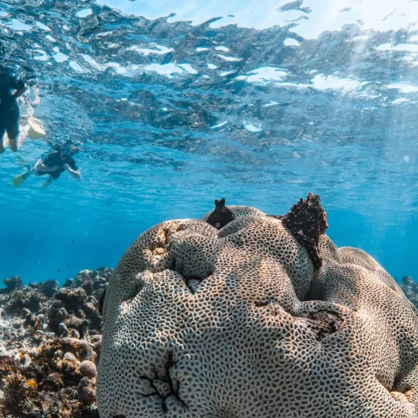 Coral Bay WA, The Ultimate Guide to Snorkeling, Accommodation and Beach Life