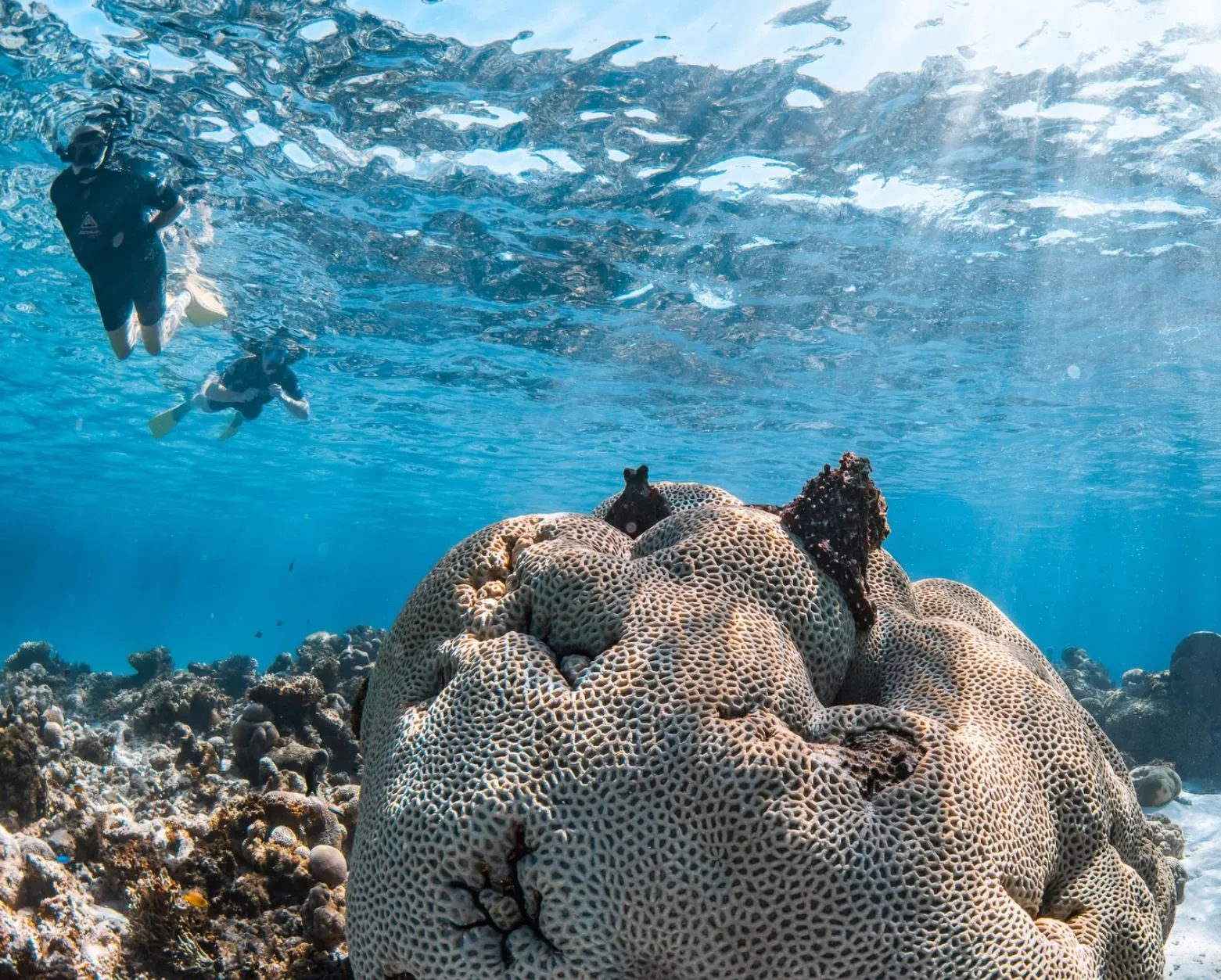 Coral Bay WA, The Ultimate Guide to Snorkeling, Accommodation and Beach Life