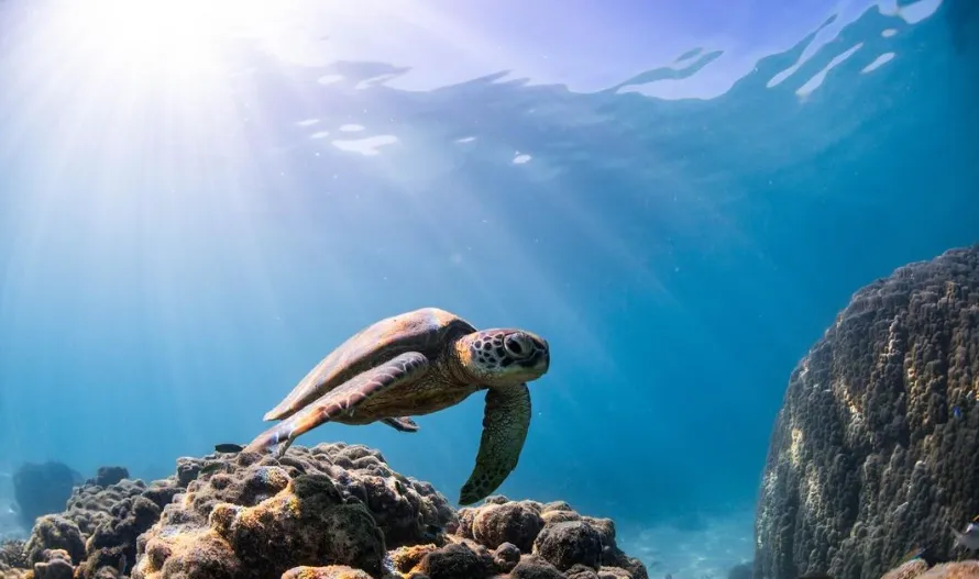 Discover the Ningaloo Reef