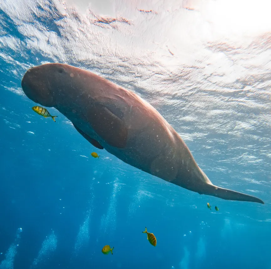Dugong watching 