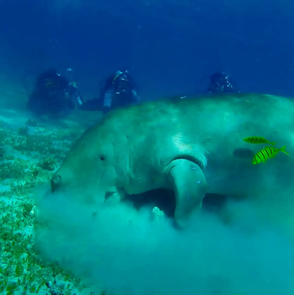 Dugong watching