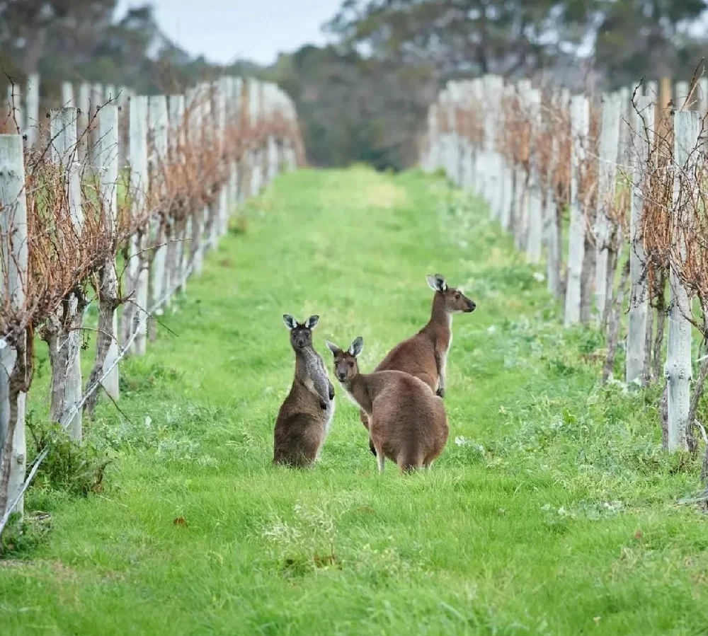 Embark on a Wine Adventure in the Swan Valley