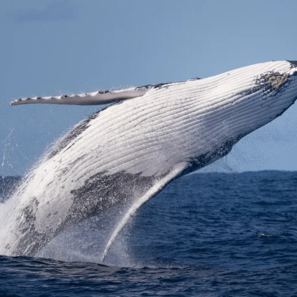 Swim with humpback whales