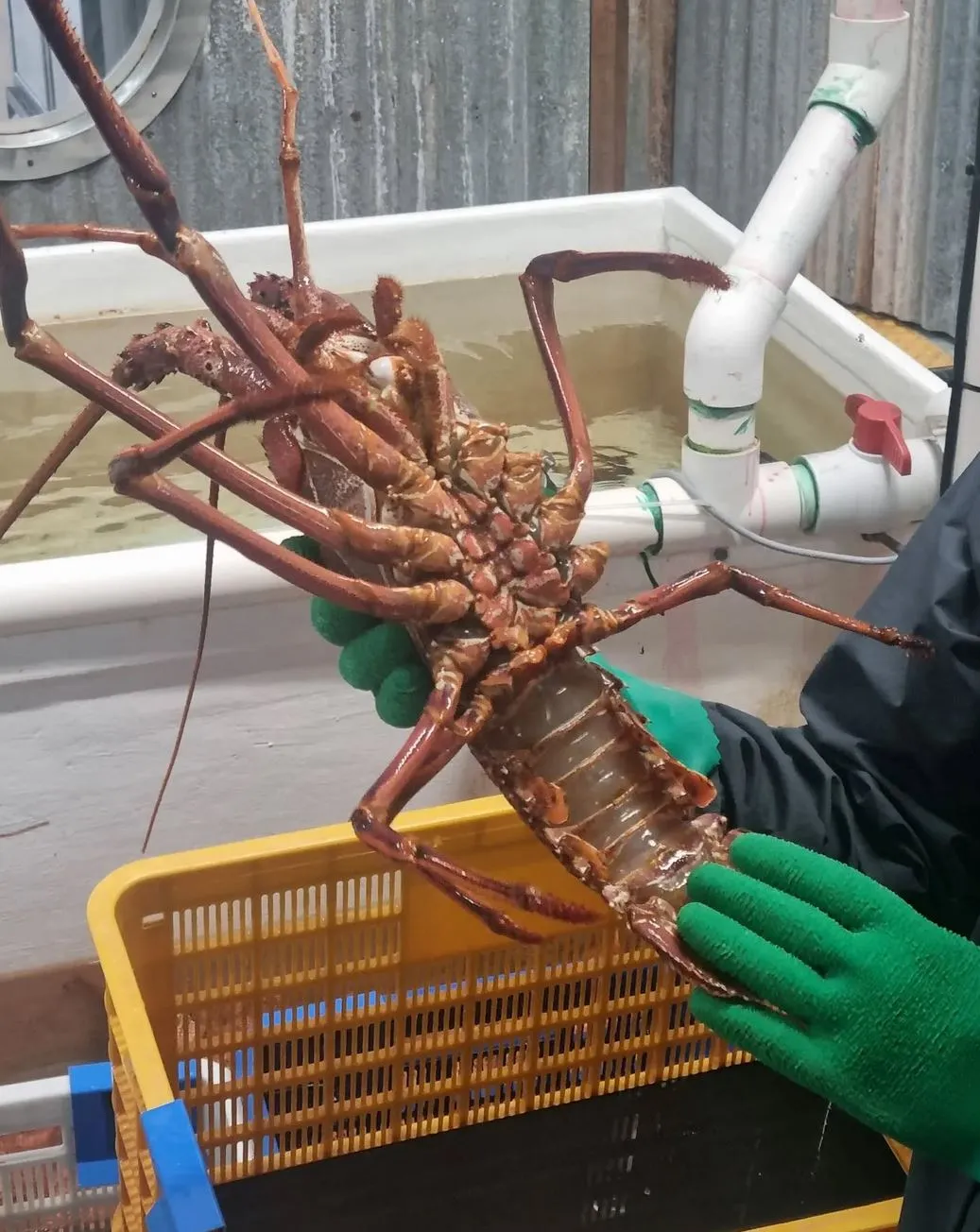 Factory Tours And Marine Life Lessons