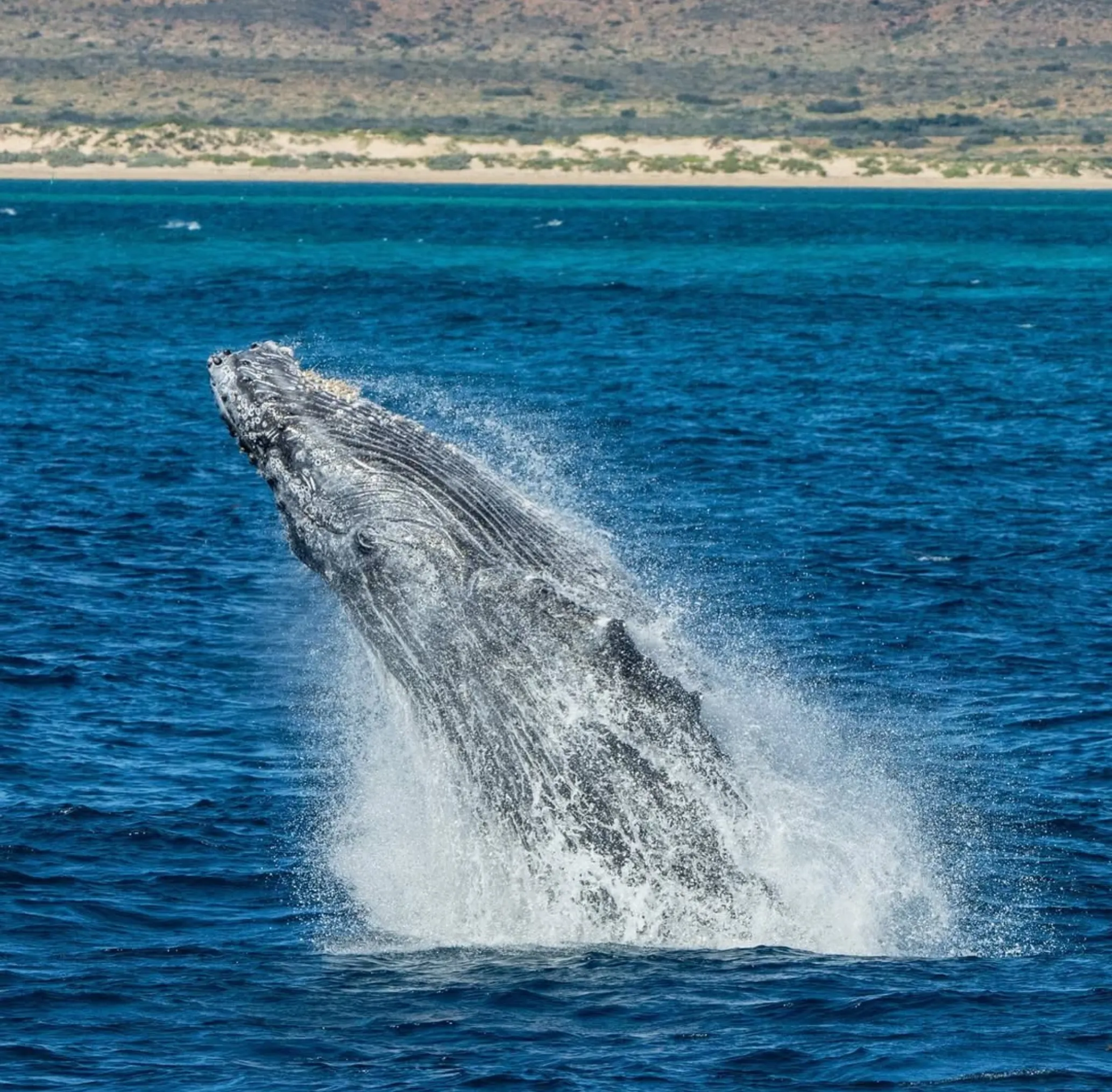 Great White Sharks at Ningaloo Reef