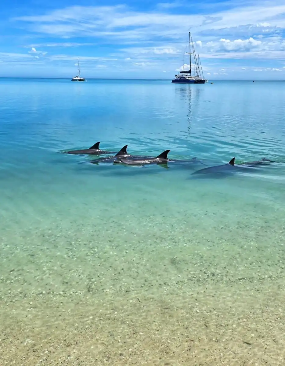 Indo-Pacific bottlenose dolphins