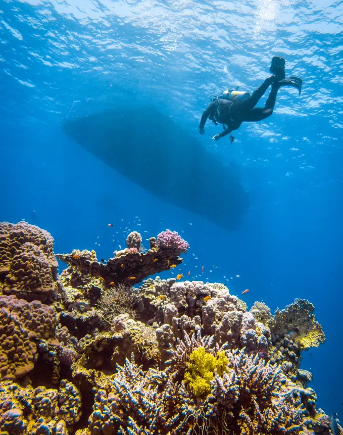 Join us for a one day sea safari