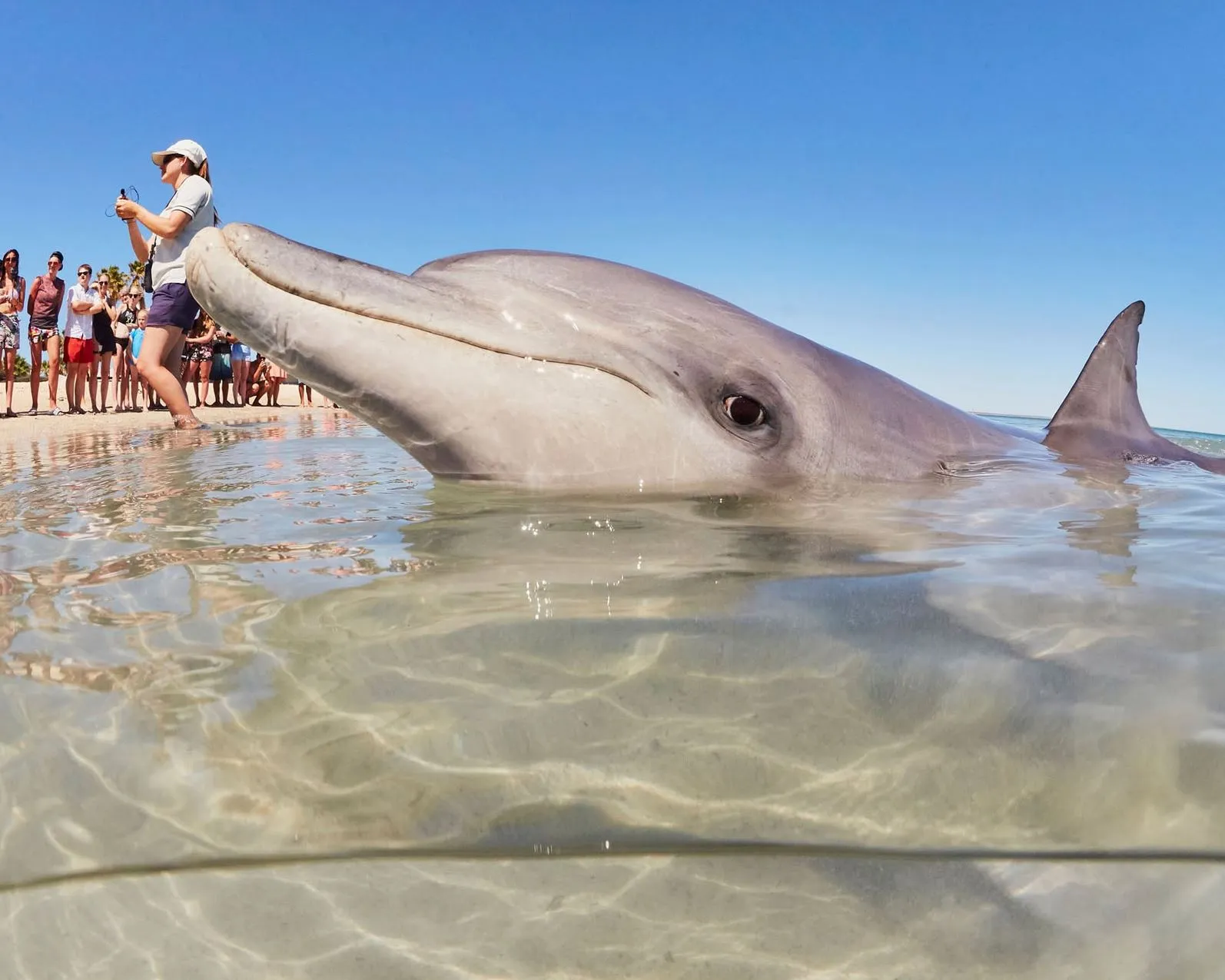 Making Sense Of The Dolphin Experience