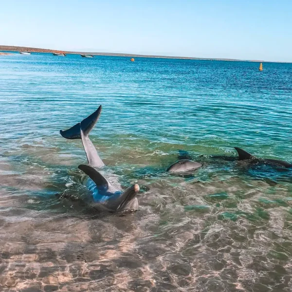 Meet Monkey Mia's dolphins