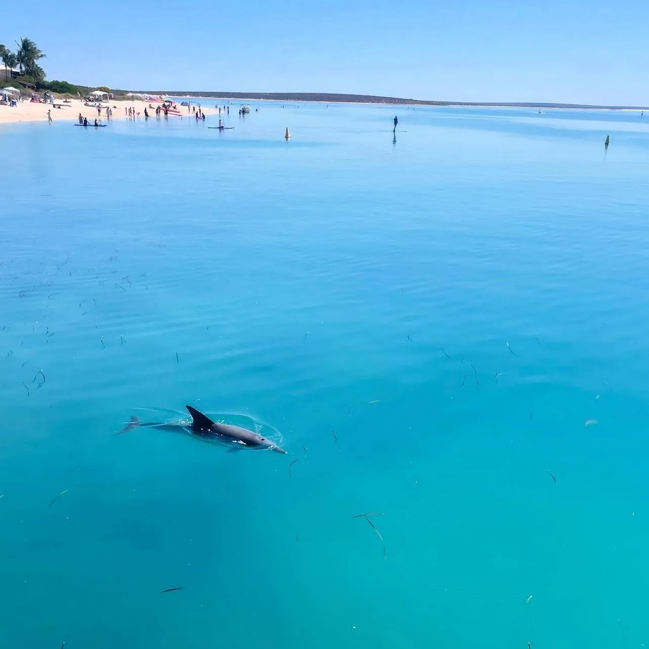 Monkey Mia Conservation Park