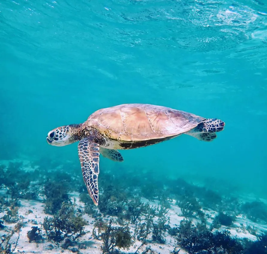 Ningaloo Marine Park