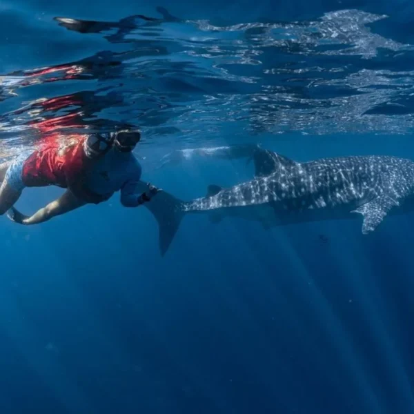 Swim with whale sharks at Ningaloo Reef