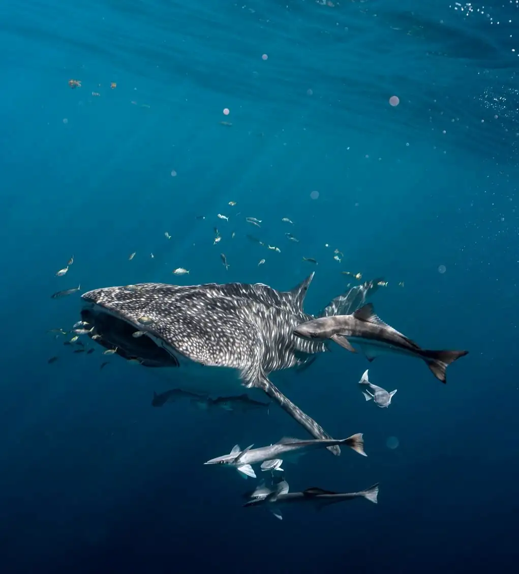 Ningaloo Reef guide