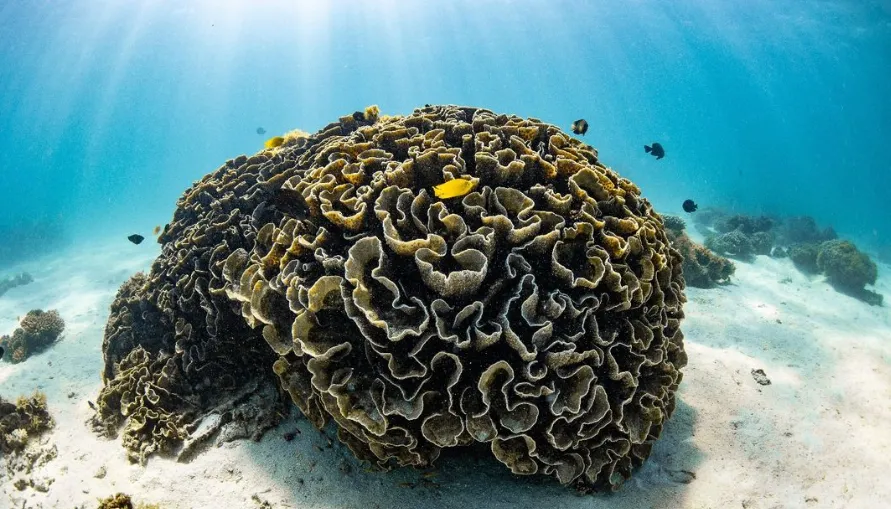Ningaloo Reef