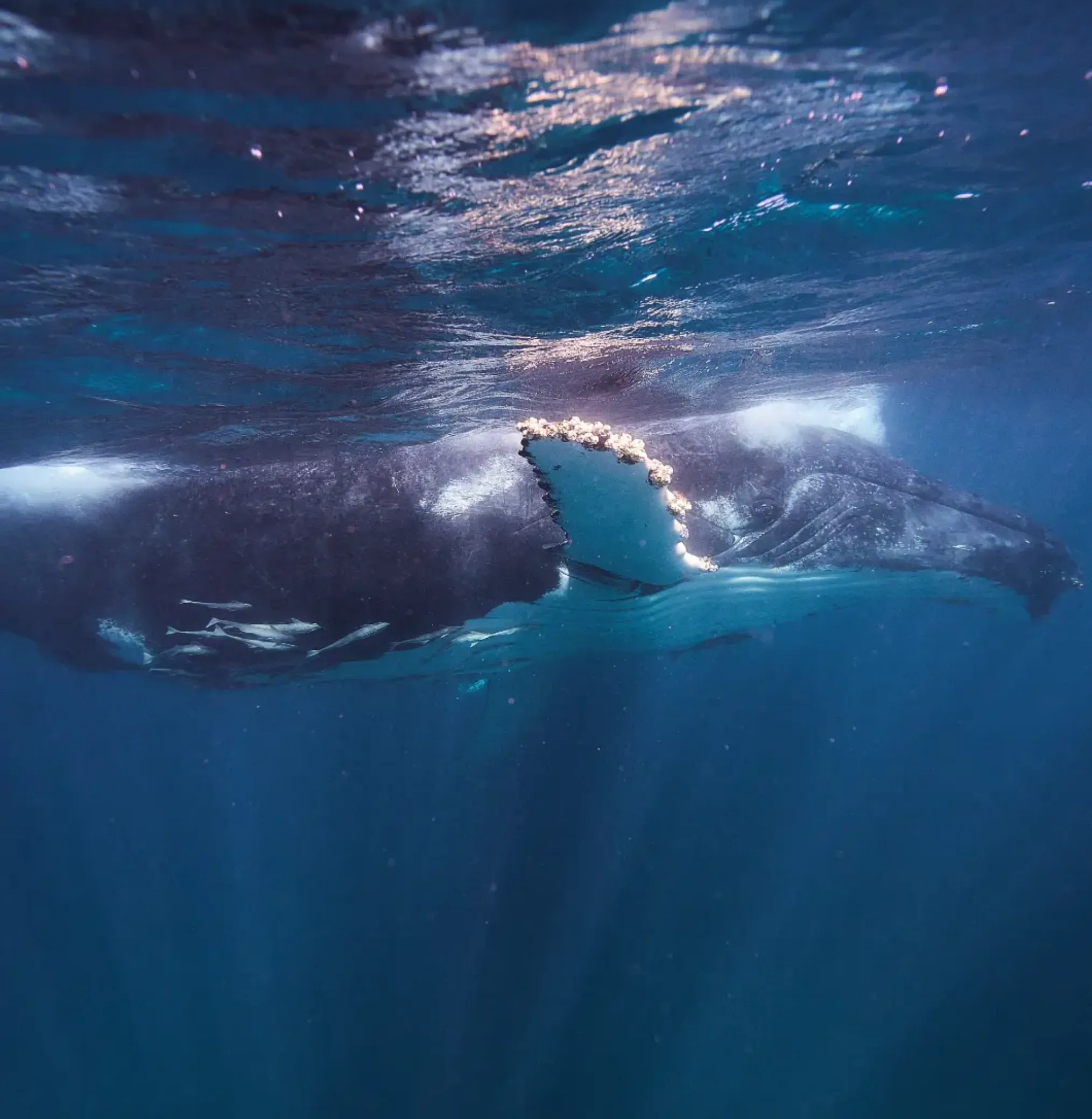Ningaloo whale shark tour safety