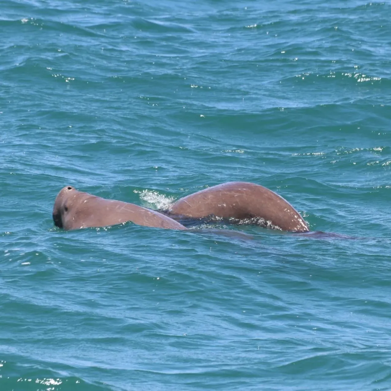 Other Wildlife You’ll Actually See