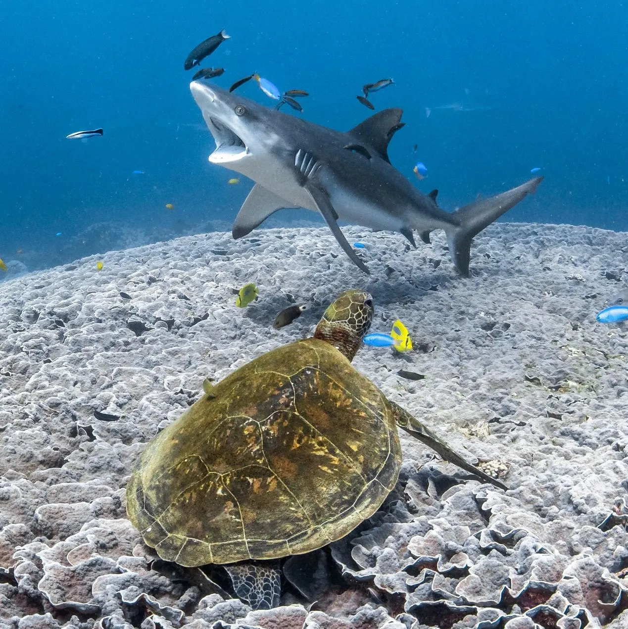 Practical tips for a comfortable trip from Pinnacles Tour