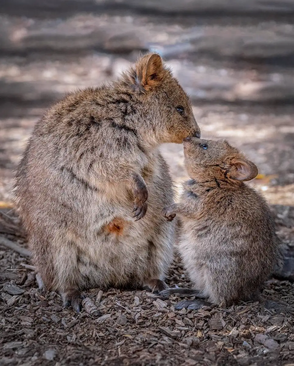 Quokkas on Rottnest Island