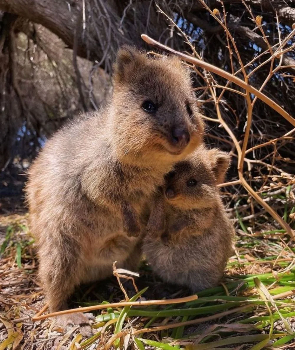 Quokkas