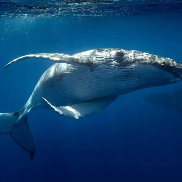 Swim with humpback whales