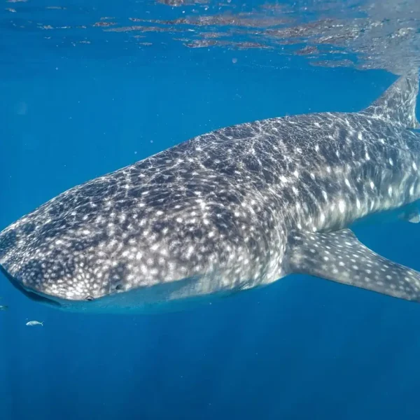 Swim with whale sharks at Ningaloo Reef