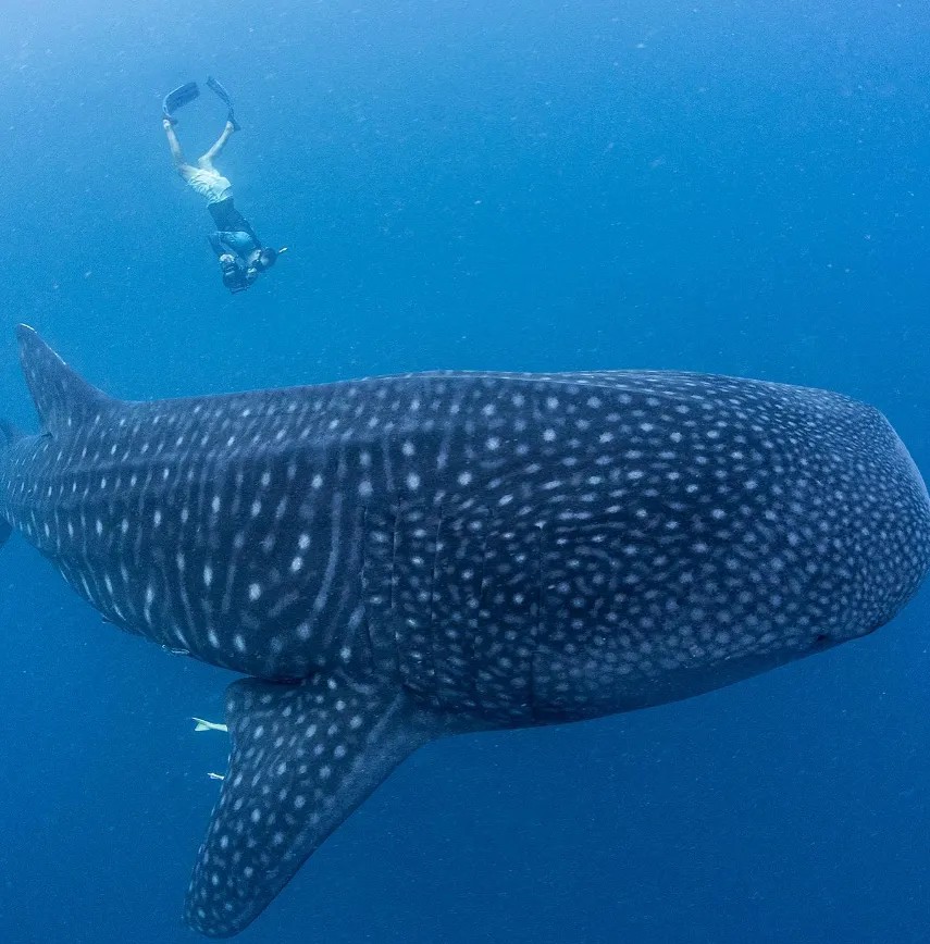 Swimming with whale sharks