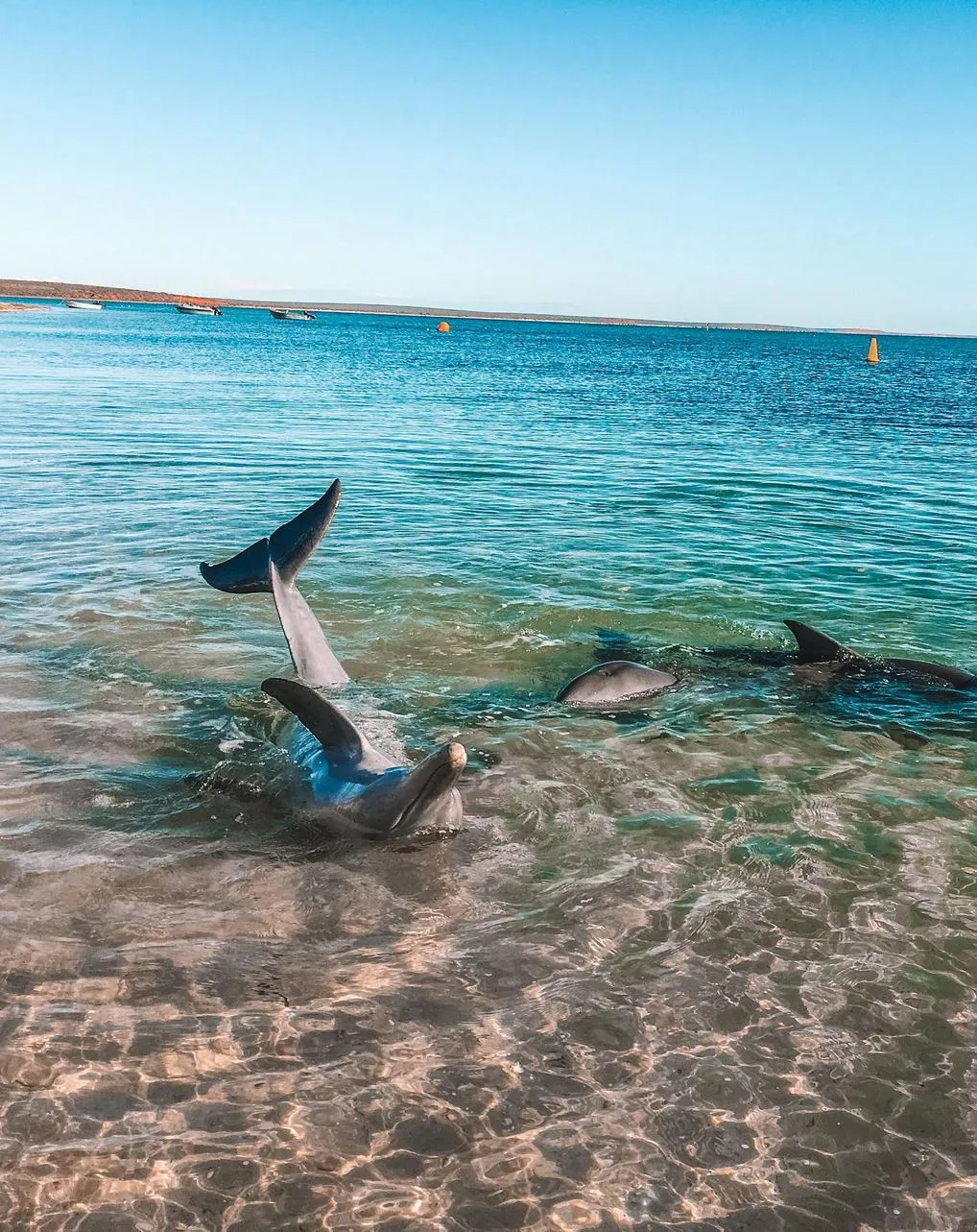 The Famous Dolphin Experiences, How They Work