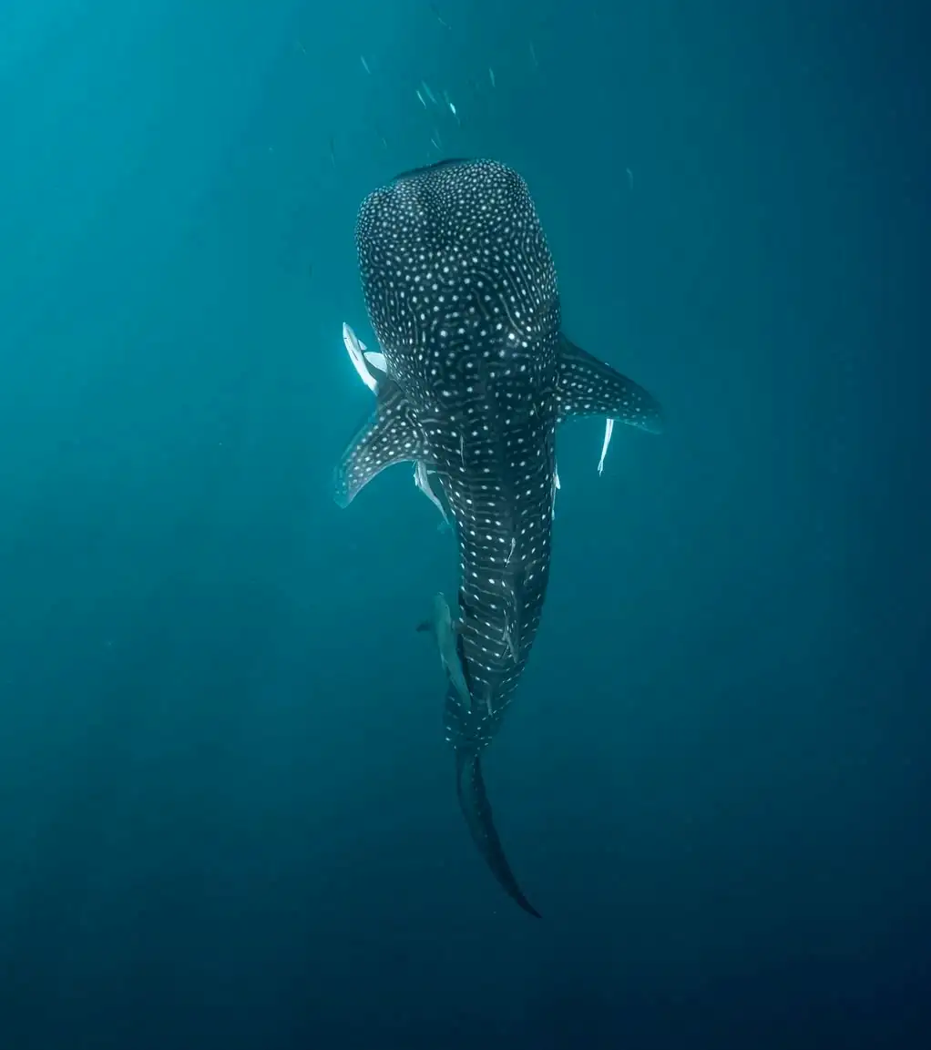 Top experiences Whale sharks