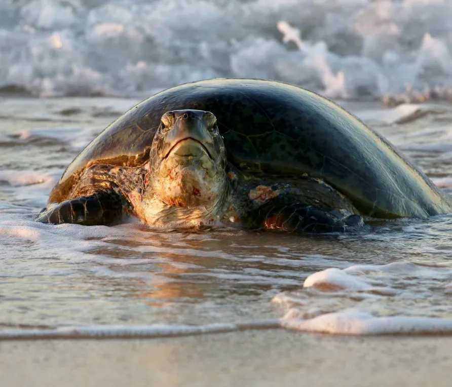 Turtle tours