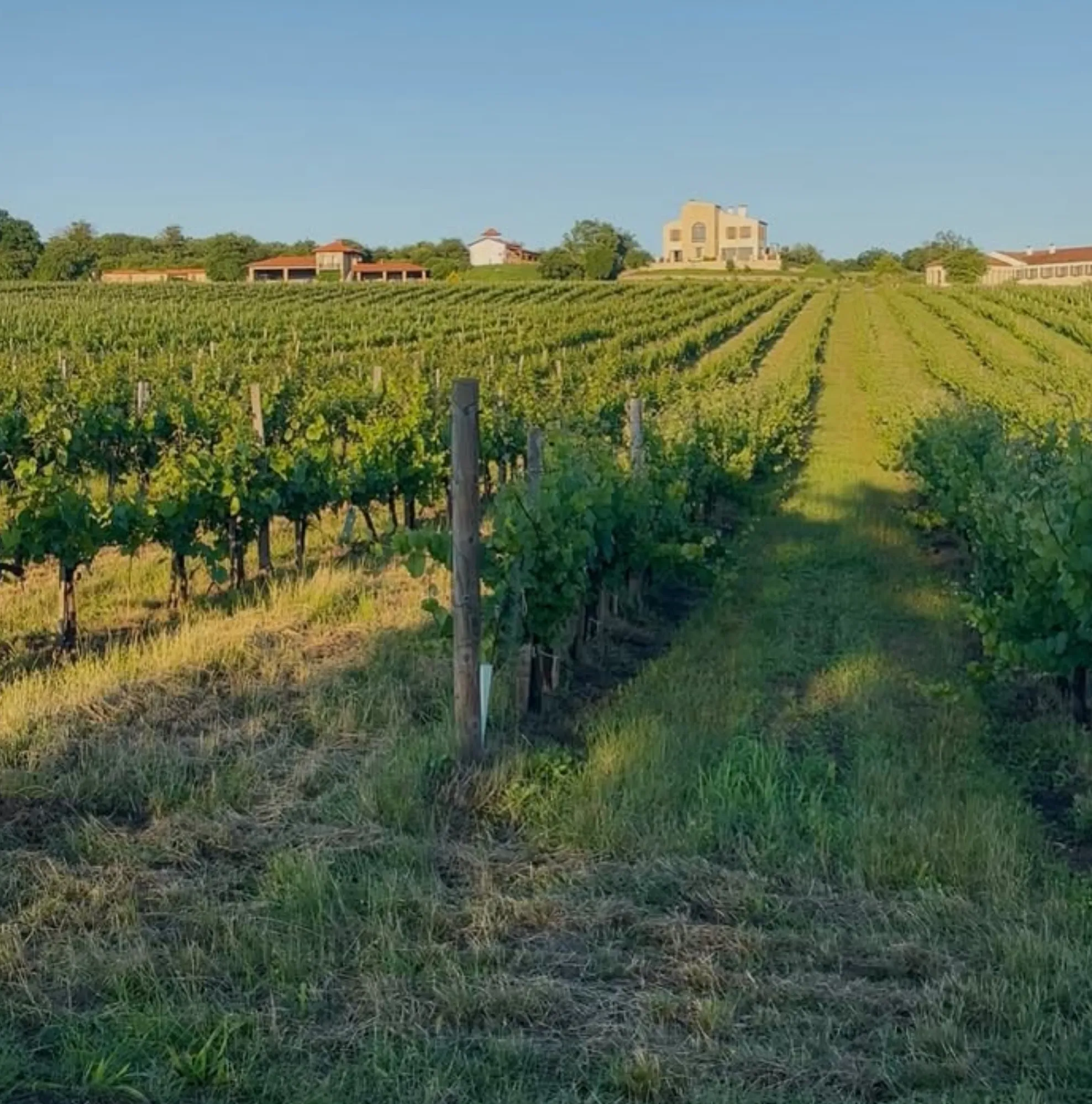 Victoria wine vintage forecast 2026