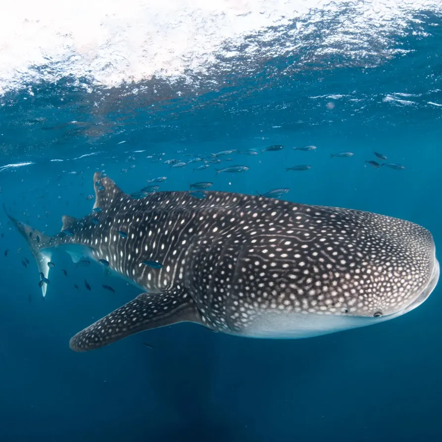 Whale sharks