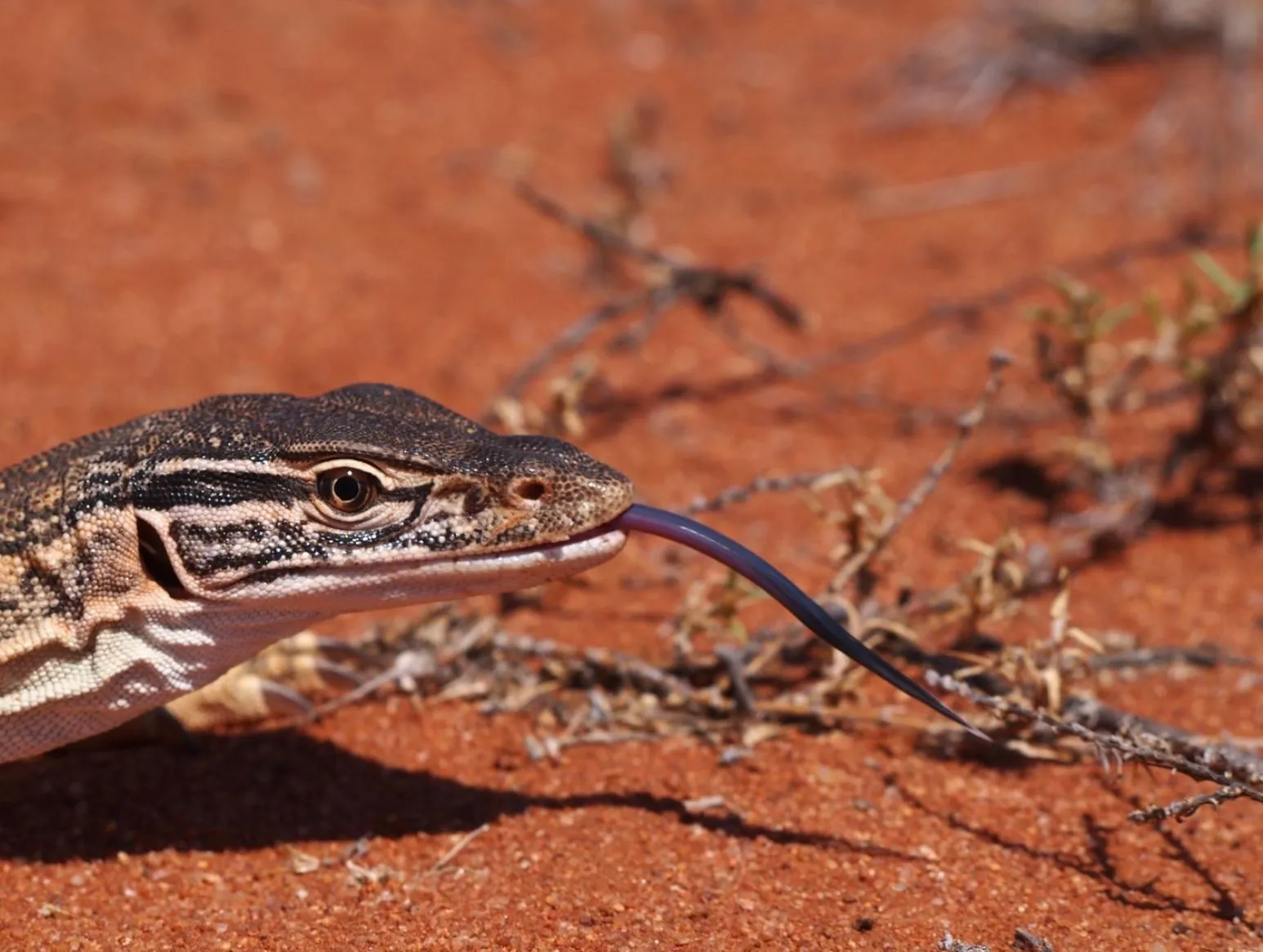 Wildlife Along The River