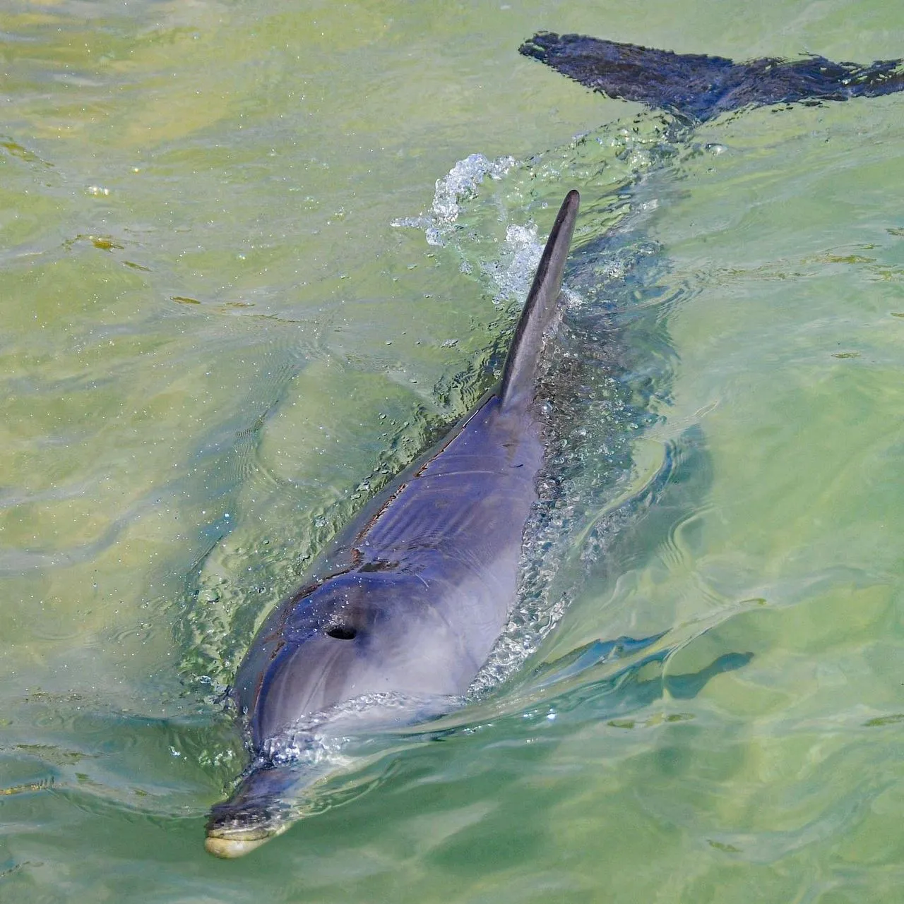 Wildlife You’ll Actually See (Not Just Wishful Thinking)