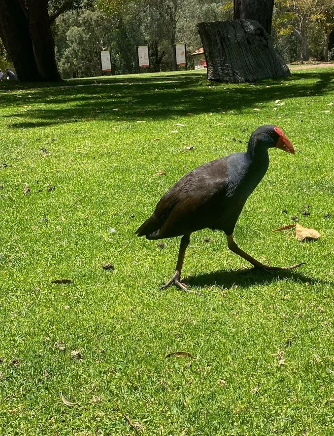 Wildlife watching in Yanchep National Park