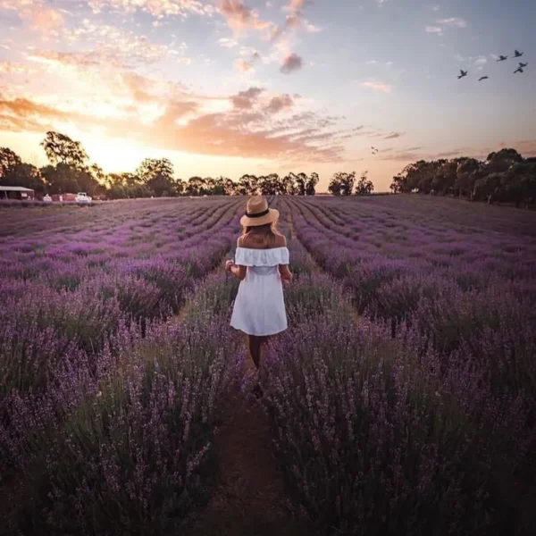 Yanchep Lavender Farm
