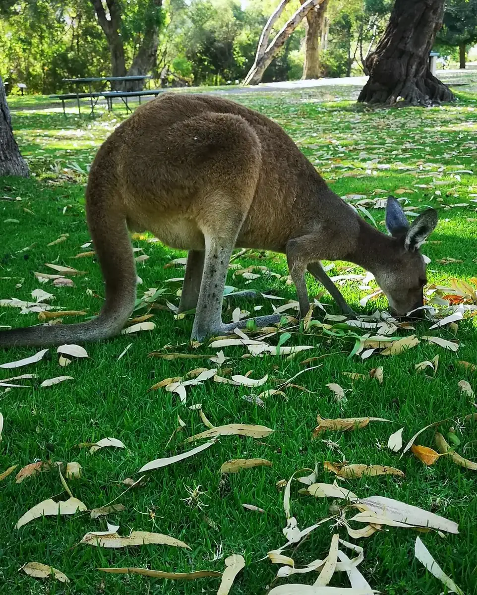 Yanchep National Park