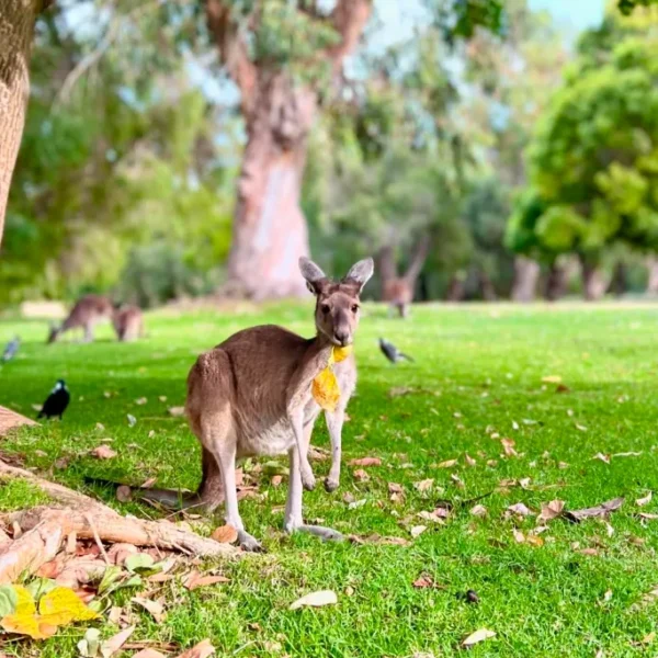 Yanchep National Park