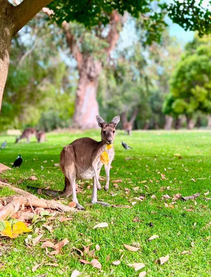 Yanchep National Park