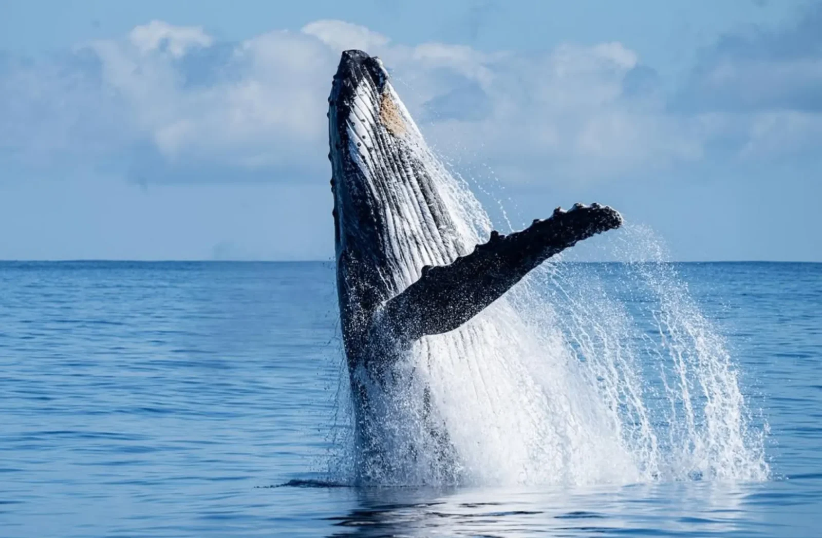 are there dangerous sharks during Ningaloo whale shark tours