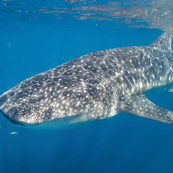 australia west coast tours