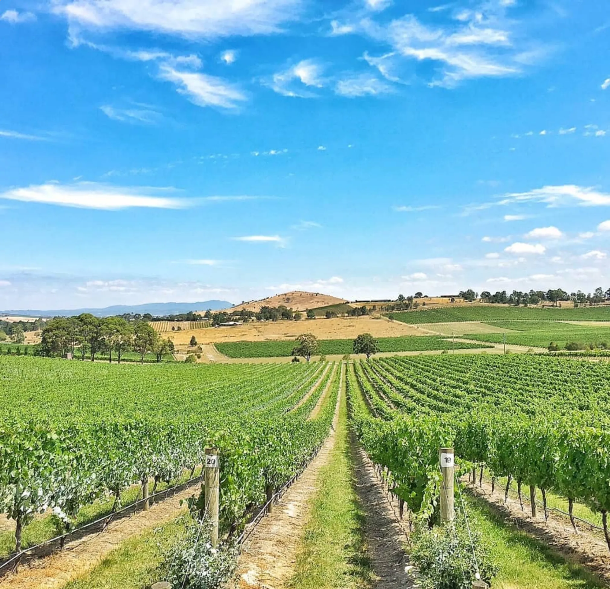 best Victorian Chardonnay regions 2026