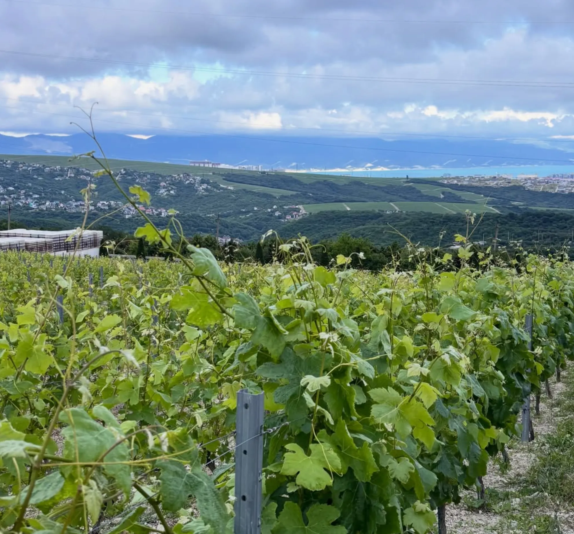 best cool climate Chardonnay in Victoria