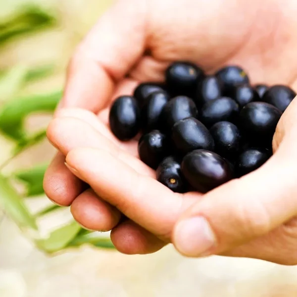 cheap wine tour margaret river