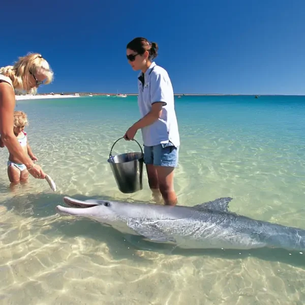 4 Day Monkey Mia Tour from Perth