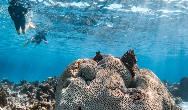 Coral Bay WA, The Ultimate Guide to Snorkeling, Accommodation and Beach Life