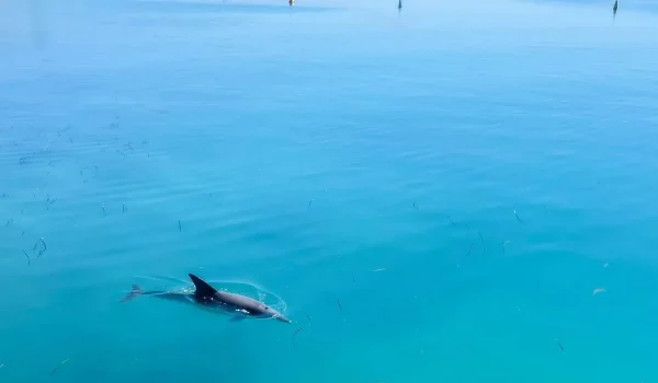 Monkey Mia Conservation Park