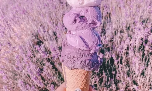 Yanchep Lavender Farm is breathtaking